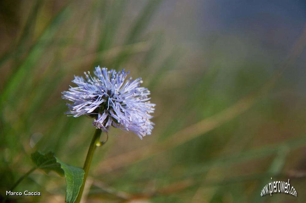 02_Globularia nudicalis (bottonaria di monte).jpg